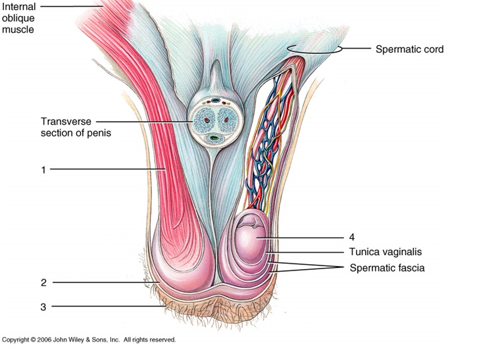 <p>Cools blood as entering testis?</p>