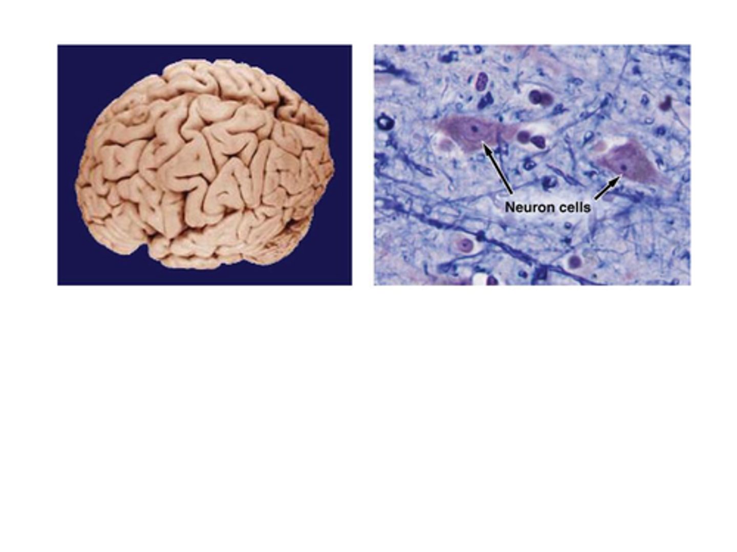 <p>____________________ is the study of tissues.</p><p>A) Cytology</p><p>B) Histology</p><p>C) Anatomy</p><p>D) Physiology</p>