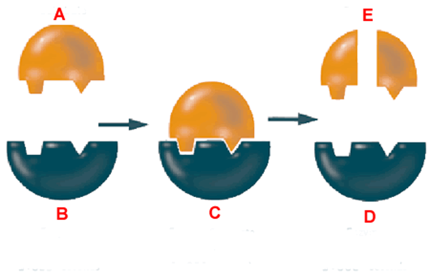 <p>A type of protein catalyst that speeds up a chemical reaction in cells</p>