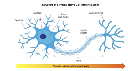 Dendrite, Necleus, Soma (cell body), Myelin sheath, and the axon terminal