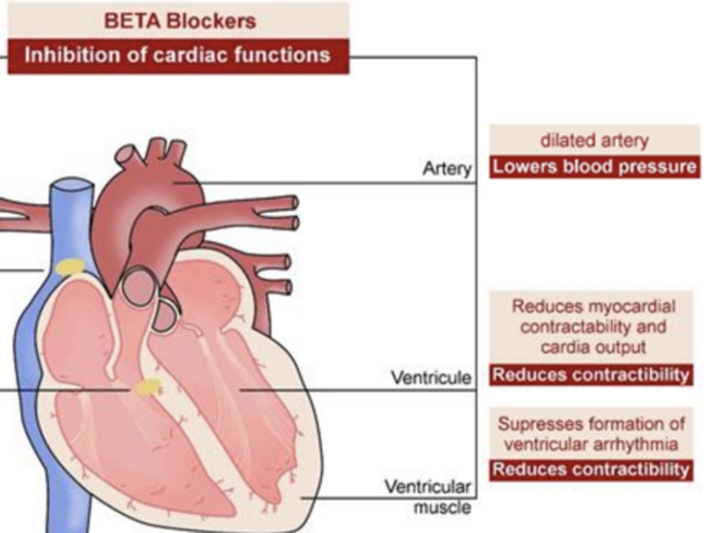 <p>reduces myocardial contractibility and cardia output</p><p>- reduces contractibility</p>