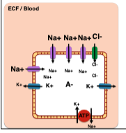 What happens to the membrane potential if the cell changes the  \n permeability for the ions?