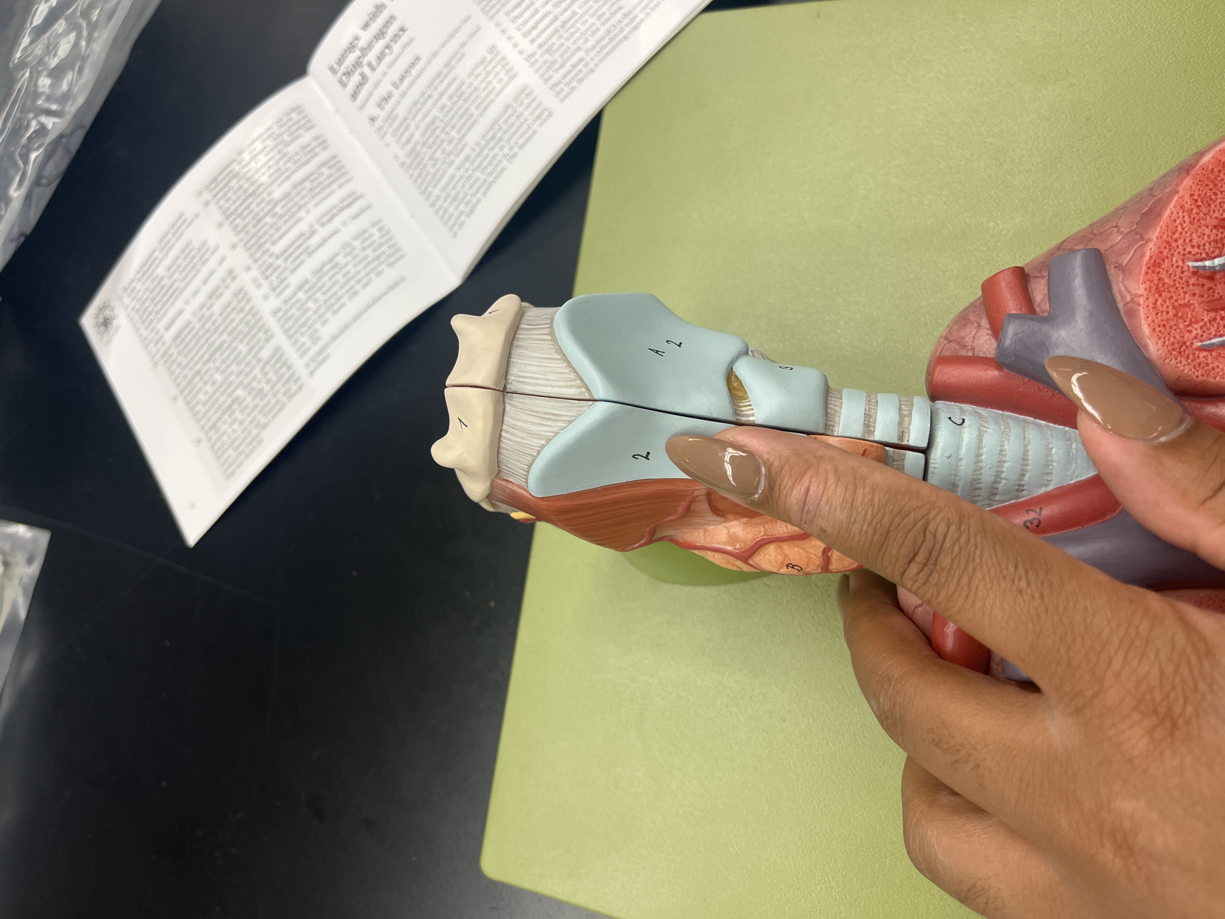 <p>larynx (human)</p>