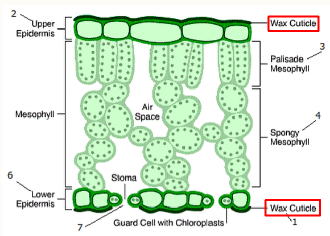 <p>Leaves: Dermal Tissue (Cuticle)</p>