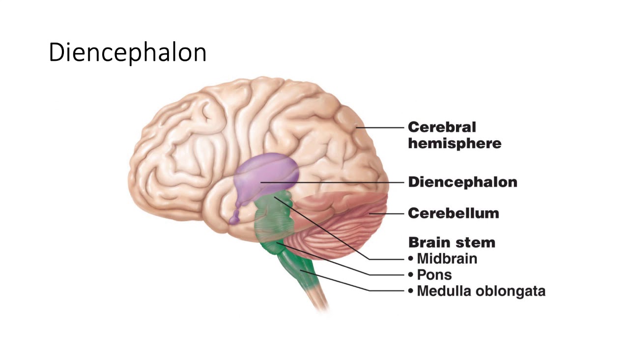 <ol><li><p><span style="font-family: &quot;Times New Roman&quot;, serif">Cerebrum - higher mental functions</span></p><ol><li><p><span style="font-family: &quot;Times New Roman&quot;, serif">five lobes</span></p></li></ol></li><li><p><span style="font-family: &quot;Times New Roman&quot;, serif">Diencephalon - primary relay &amp; processing center for sensory information and autonomic control</span></p><ol><li><p><span style="font-family: &quot;Times New Roman&quot;, serif">thalamus, hypothalamus, epithalamus, subthalamus</span></p></li></ol></li><li><p><span style="font-family: &quot;Times New Roman&quot;, serif">Brainstem - connects brain and spinal cord; regulates involuntary bodily processes</span></p><ol><li><p><span style="font-family: &quot;Times New Roman&quot;, serif">midbrain, pons, medullar oblongata</span></p></li></ol></li><li><p><span style="font-family: &quot;Times New Roman&quot;, serif">Cerebellum - balance</span></p></li></ol><p></p>