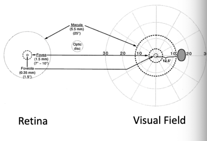 <p>fovea</p>
