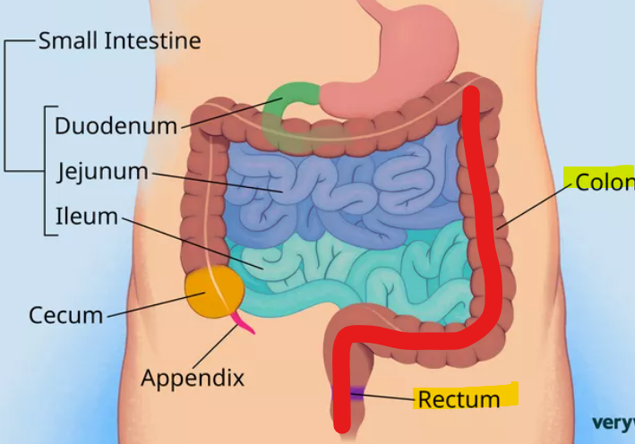 <ul><li><p>hindgut</p><ul><li><p><strong>(distal 1/3)</strong> descending colon</p></li><li><p>sigmoid colon</p></li><li><p><strong>upper</strong> rectum</p></li></ul></li></ul><p></p>