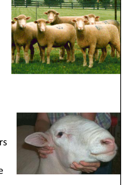<p>SHEEP BREEDS: what is the breed, origin, color, horns, and traits?</p>