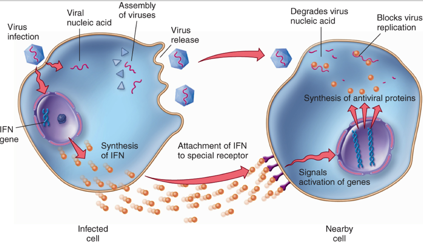 <ul><li><p><strong>Type of cytokine</strong> released by <strong>virus-infected cells</strong>.</p></li><li><p><strong>Interferon</strong> is a <strong>protein</strong> that signals to <strong>neighbouring cells</strong>.</p></li><li><p>It helps to <strong>prevent viruses spreading</strong> to uninfected cells.</p></li><li><p><strong>Functions of interferon:</strong></p><ul><li><p>Stimulates neighbouring cells to <strong>produce antiviral proteins</strong> that <strong>inhibit viral replication and protein synthesis</strong>.</p></li><li><p><strong>Prevents viruses from entering</strong> healthy cells.</p></li><li><p><strong>Activates cells</strong> involved in the <strong>specific immune response</strong> to kill infected cells.</p></li><li><p><strong>Activates other mechanisms</strong> of the <strong>non-specific immune response</strong>.</p></li><li><p><strong>Promotes inflammation</strong>, bringing more immune cells to the infection site.</p></li></ul></li></ul><p></p>