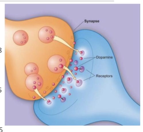 <ul><li><p>video game playing has been shown to increase dopamine levels</p><ul><li><p>dopamine is theorized to play a role with learning and VR may stimulate increased production thereby helping with neuromuscular re-education.</p></li></ul></li><li><p>research shows that for stroke survivors, VR may decrease contralesional sensorimotor activity and increase ipsilesional activity, thereby leading to improved movement and function</p></li><li><p>evidence exists that VR exercises induce cortical and subcortical changes at a cellular and synaptic level resulting in ner patterns of motor activity&nbsp;</p></li></ul><p></p>