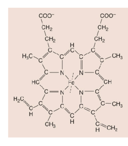<p>4 linked pyrrole rings, each chelated to Fe2+</p>