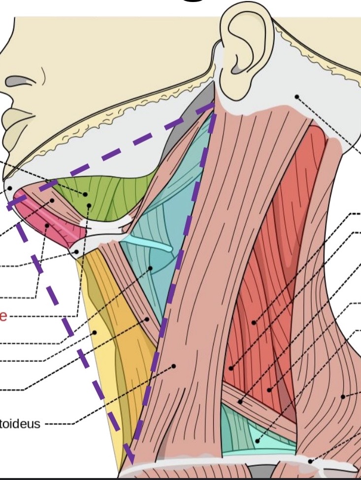 <p><strong>superior border </strong>of <strong>anterior triangle of the neck</strong></p>