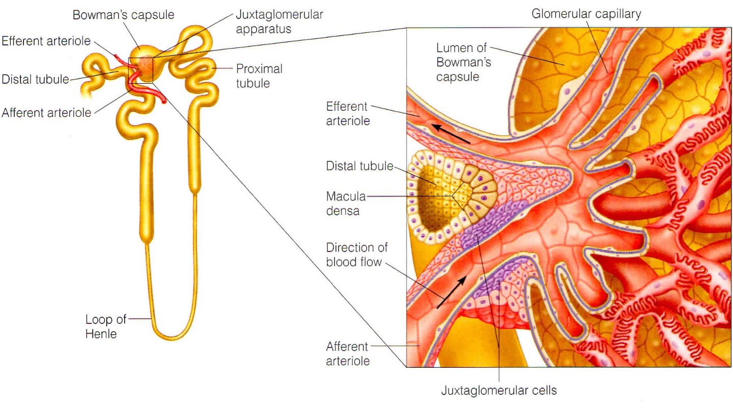 <p>smooth muscle in walls of afferent arterioles sense stretching and respond bu constriction/dilation to modify blood flow + filtration rate</p>