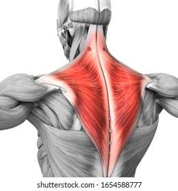 <img src="blob:null/52aef4db-7afa-40aa-9cdf-7dd8299187a6"><p>What muscle is highlighted?</p>