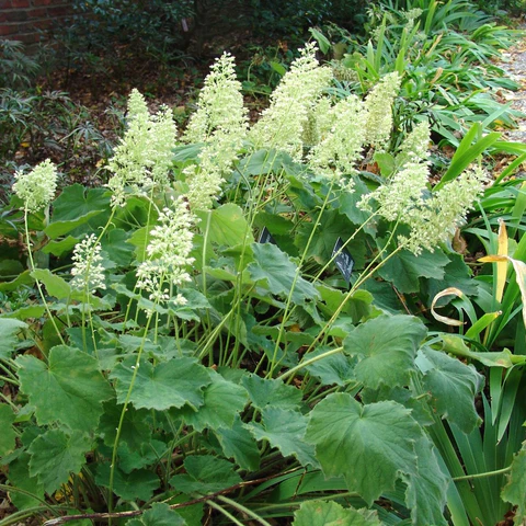 <p>A clumping perennial with fuzzy, light-green foliage and tall wands of airy white flowers.</p><p>-pubescent</p><p>-good for shade </p>
