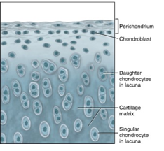 <ul><li><p>firm but flexible nonmineralized connective tissue in the body</p></li><li><p>forms most of the temporary skeleton of the embryo then structural support for soft tissue after birth</p></li><li><p>present at articular surfaces of most freely moveable joints</p></li></ul><p></p>