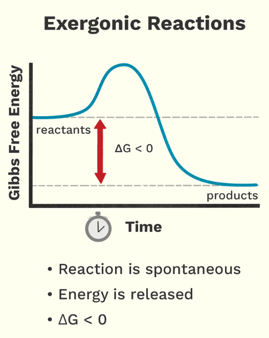 <p>Exergonic</p>