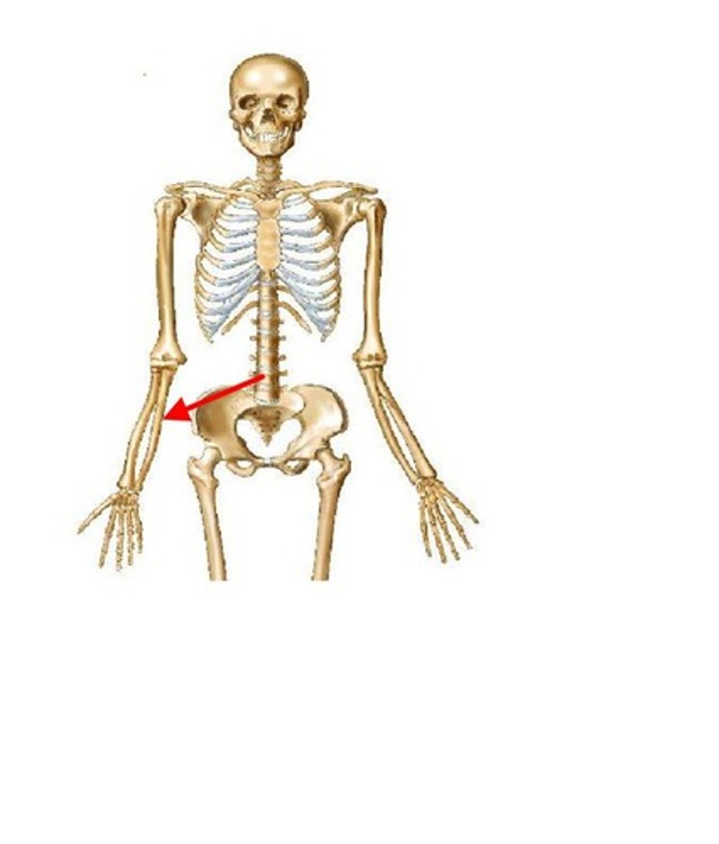 <p>ID bone</p>