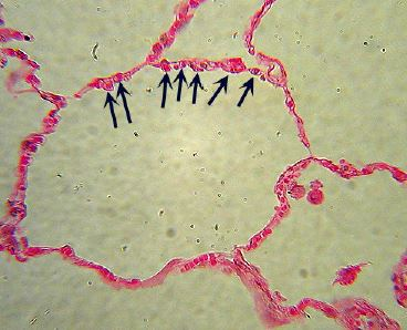 <p>Identify the tissue</p>