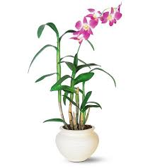 <p>Dendrobium</p>