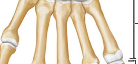 Identify the bone group