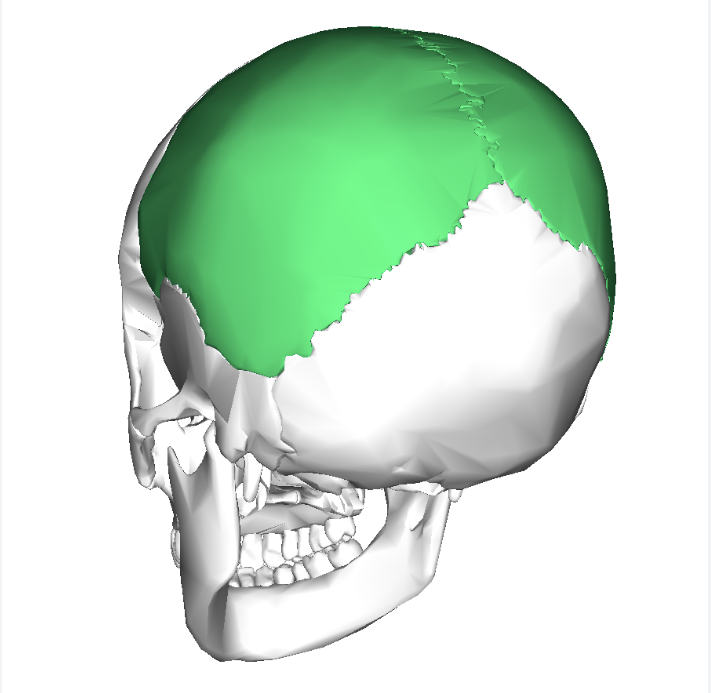 <p>Parietal bone</p>