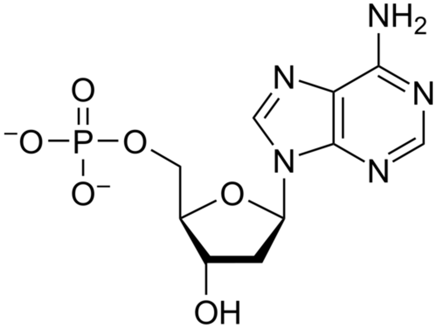 <p>nucleotide</p>