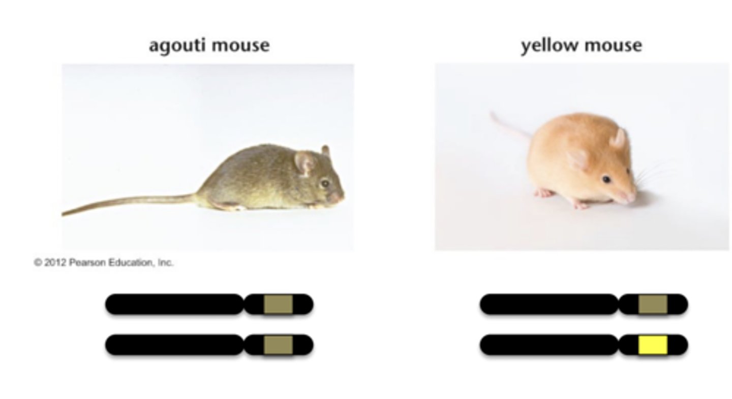 <p>IF Agouti expression is driven from the cryptic promoter in IAP</p><p>Since expression from this promoter is constitutive and ectopic</p>