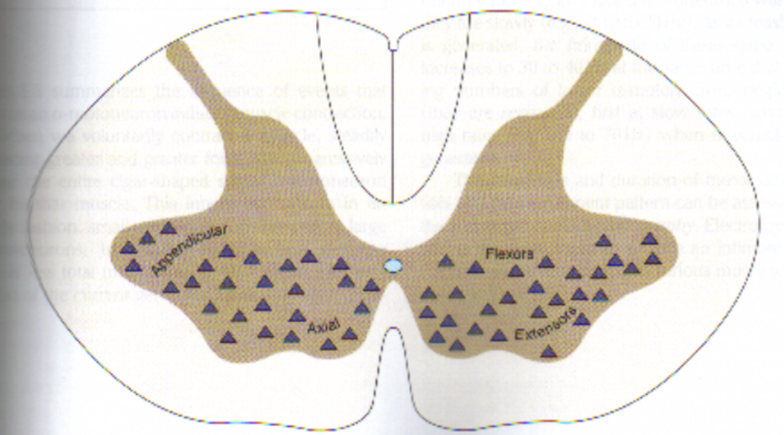 <p>En área pre-ependimaria, motora</p><ul><li><p>Apendicular</p><ul><li><p>Más laterales en sustancia gris</p></li></ul></li><li><p>Axial</p><ul><li><p>Cerca de sagital medial</p></li></ul></li><li><p>Extensores</p><ul><li><p>Porción anterior de sustancia gris</p></li></ul></li><li><p>Flexores</p><ul><li><p>Porción trasera de sustancia gris</p></li></ul></li></ul><p></p>