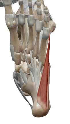 <p>Abducteur du V orteil</p>