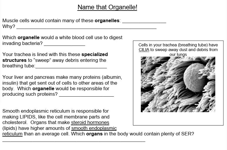 <p>(CYTOSKELETON &amp; CELL JUNCTIONS) <u>Name that Organelle!</u></p>