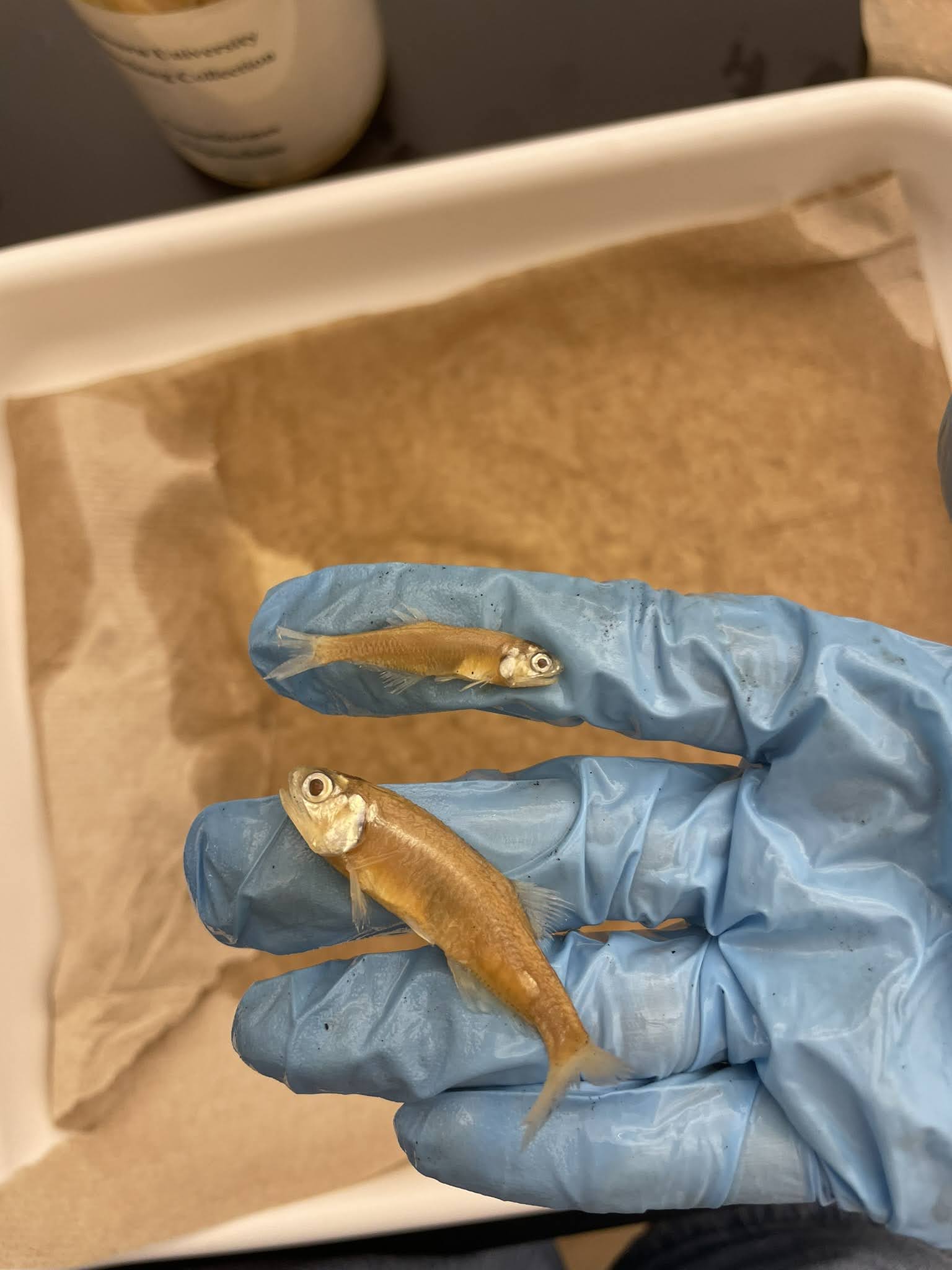 <p>Anchovies</p>