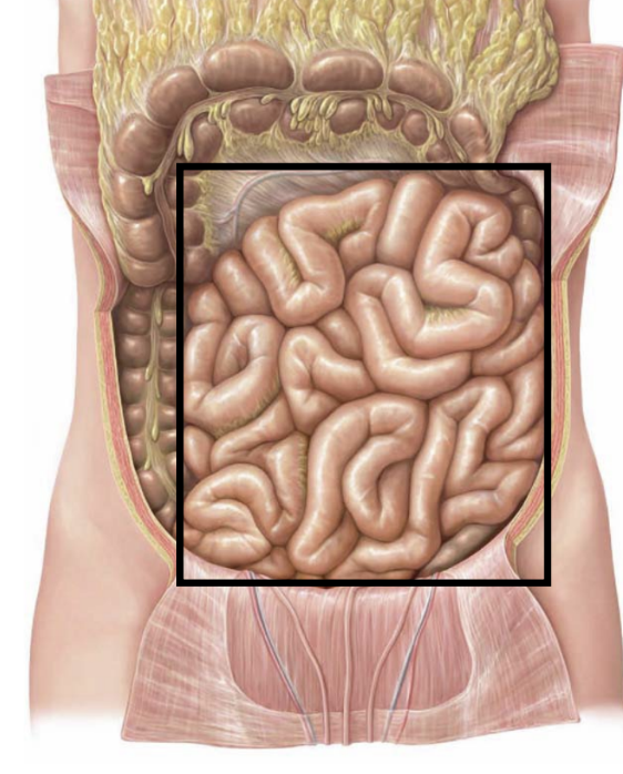 <ul><li><p>major site of chemical digestion</p></li><li><p>mechanical mixing</p></li><li><p>major site for<strong> absorption of nutrients</strong></p></li><li><p>propels undigested nutrients or materials to large intestine</p></li></ul><p></p>