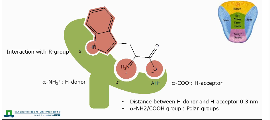 <ul><li><p>The amino acid reacts with the taste receptor on your tongue in three different places.&nbsp;</p></li></ul><ol><li><p>Binding spot for proton acceptor: carboxylic group</p></li><li><p>Proton donor: Free amino group</p></li><li><p>Rest of the receptor interacts with the side chain.&nbsp;</p></li></ol><p></p>