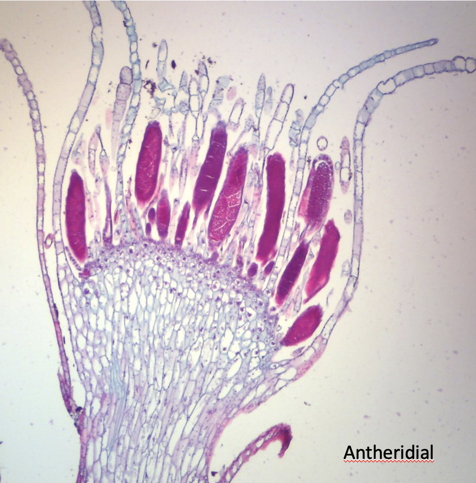 <p>creates sperm in male mosses</p>