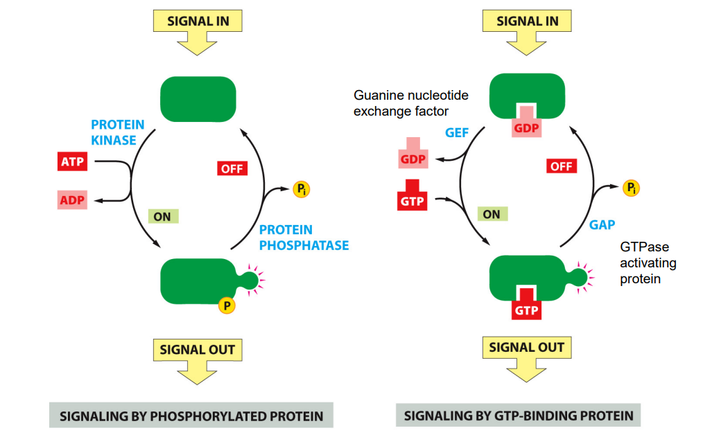 <p>Signaling by phosphorylated protein </p><ul><li><p>phosphorylation is catalysed by a family of proteins known as protein kinase </p></li><li><p>in response to signal, kinase can transfer a protein group form ATP to a substrate protein which turns that protein on so it can perform actions on other components of chain actions</p></li><li><p>By phosphorylation is reversible - catalysed by an enzyme called protein phosphatase can remove the phosphate group from these protein, switching it off. </p></li><li><p>E.g. of signal: growth factor (signals cell to divide) </p></li></ul><p></p><p>Signaling by GTP-Binding protein </p><ul><li><p>protein activity is determined by whether a GDP or GTP is bound to the protein </p></li><li><p>Protein e.g. Rus are activated by GTP and inactivated by GTP hydrolysis</p></li><li><p>in response to a signal, a protein called Guanine nucleotide exchange factor can promote dissociation of GDP and binding of GTP</p></li><li><p>Also reversible - protein called GTPase activating protein can promote GTP to GDP, deactivating the GTP binding protein and inactivated </p></li></ul><p></p>