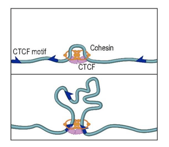 <p>CTCF regulated cohesin’s loop extrusion activity by changing direction and inducing loop shrinkage</p><p>-uses CTCF motif</p><p></p>