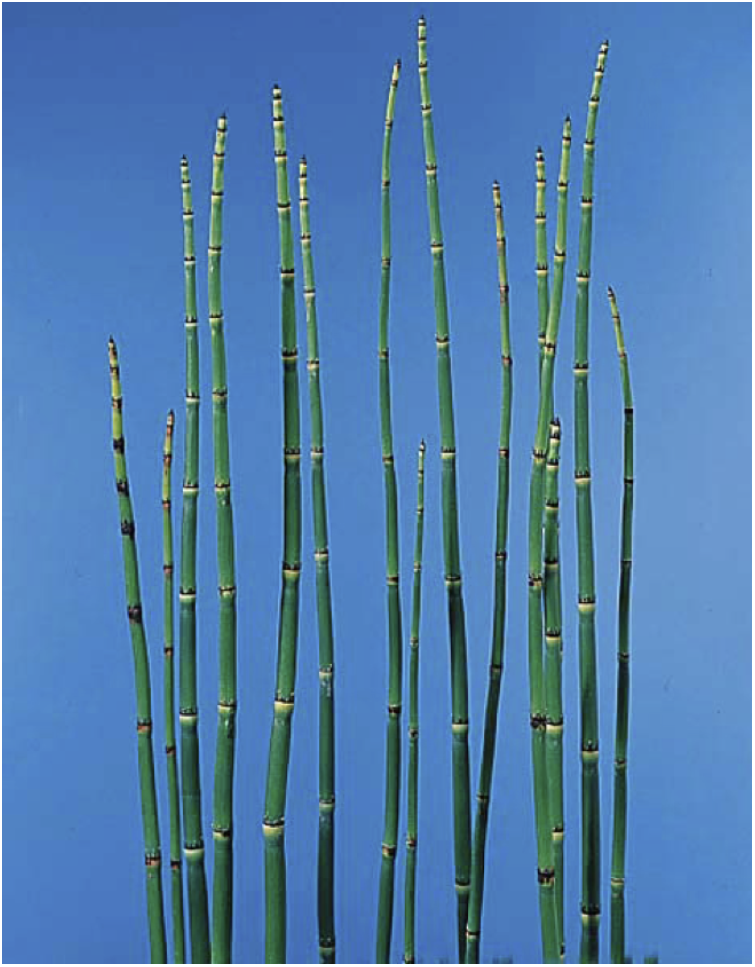 <p>What is the “form” of the foliage below?</p>