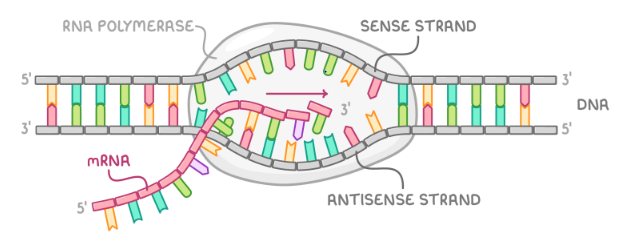 <ol><li><p>RNA polymerase enzyme binds to DNA</p></li><li><p>hydrogen bonds between the DNA bases break so the two strands of the double helix separate</p></li><li><p>free RNA nucleotides align with the DNA template through complementary base pairing</p></li><li><p>in the RNA molecule, uracil pairs with adenine, while adenine pairs with thymine, and cytosine pairs with guanine</p></li><li><p>RNA polymerase catalyses the formation of phosphodiester bonds between adjacent RNA nucleotides.</p></li><li><p>complementary mRNA strand is formed, carrying the same base sequence as the DNA sense strand</p></li><li><p>the process ends when RNA polymerase reaches a stop codon, detaches from DNA and terminates transcription</p></li><li><p>mRNA is released, detaches from DNA, and DNA rewinds into its double helix structure</p></li></ol><p></p>