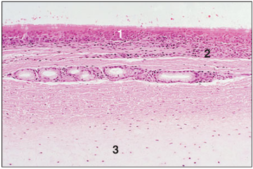<p>Identify the structure:</p><p>Specie:</p><p>Parts:</p><p>1.__ 2.__ 3.__</p><p>Stain used:</p>