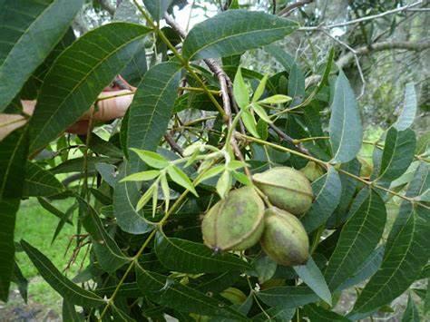 Water hickory