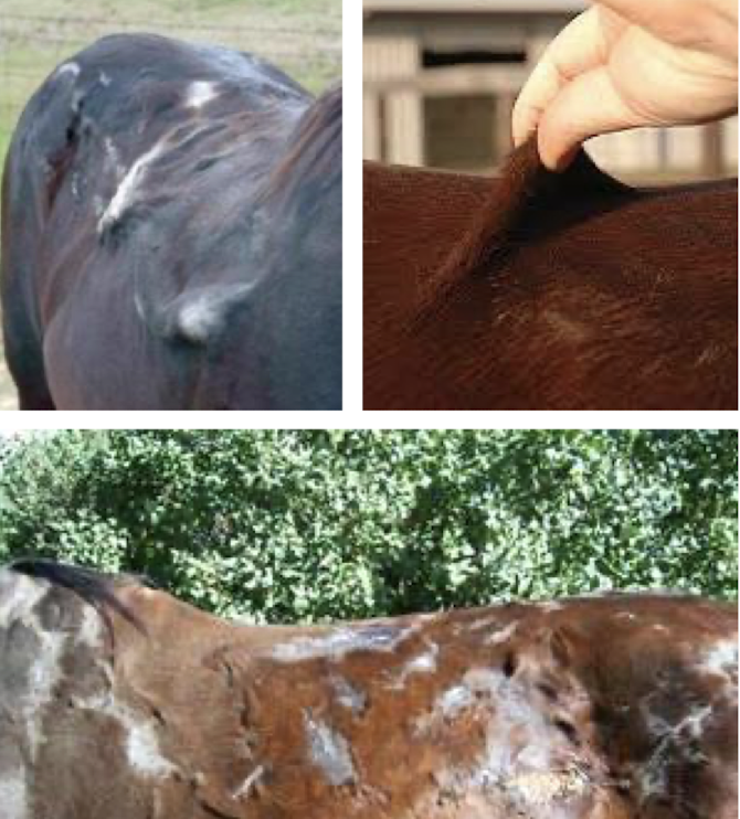<p>Genetic connective-tissue and epidermal disorders causing fragile skin, poor healing, and joint or hoof abnormalities. Examples include HERDA, Warmblood Fragile Foal Syndrome, and Junctional Epidermolysis Bullosa. Most common in quarter horses </p>