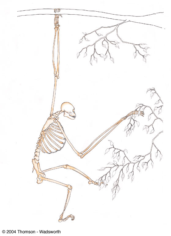 <p>a brachiator has ____ phalanges</p>