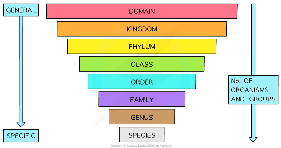 <p>ranks↓ = organism number ↓ = simmilarity between them ↑</p><p></p><ul><li><p>Democratic → domain</p></li><li><p>King → kingdom</p></li><li><p>Philip → phylum</p></li><li><p>Came → class</p></li><li><p>Over → order</p></li><li><p>For → family</p></li><li><p>Good → genus</p></li><li><p>Sex → species</p></li></ul><p></p>