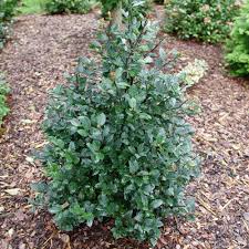 <p><span>Ilex x meserveae cv. / Meserve Holly</span></p>