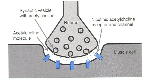 <p>by an action potential&nbsp;</p><p>initiated by firing of a motor neuron</p><p>Axon branched terminated in a neuromuscular junction (mid-point of muscle)</p>