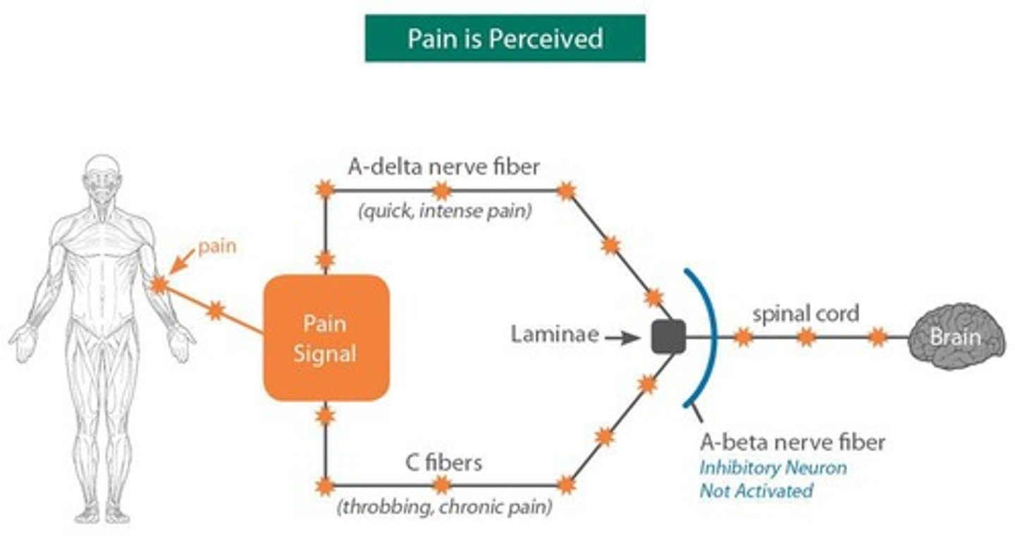 <p>It is the major ascending pain pathway that alerts the CNS to the presence of noxious stimuli.</p>