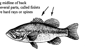 <p>Extends upward along midline of back</p>