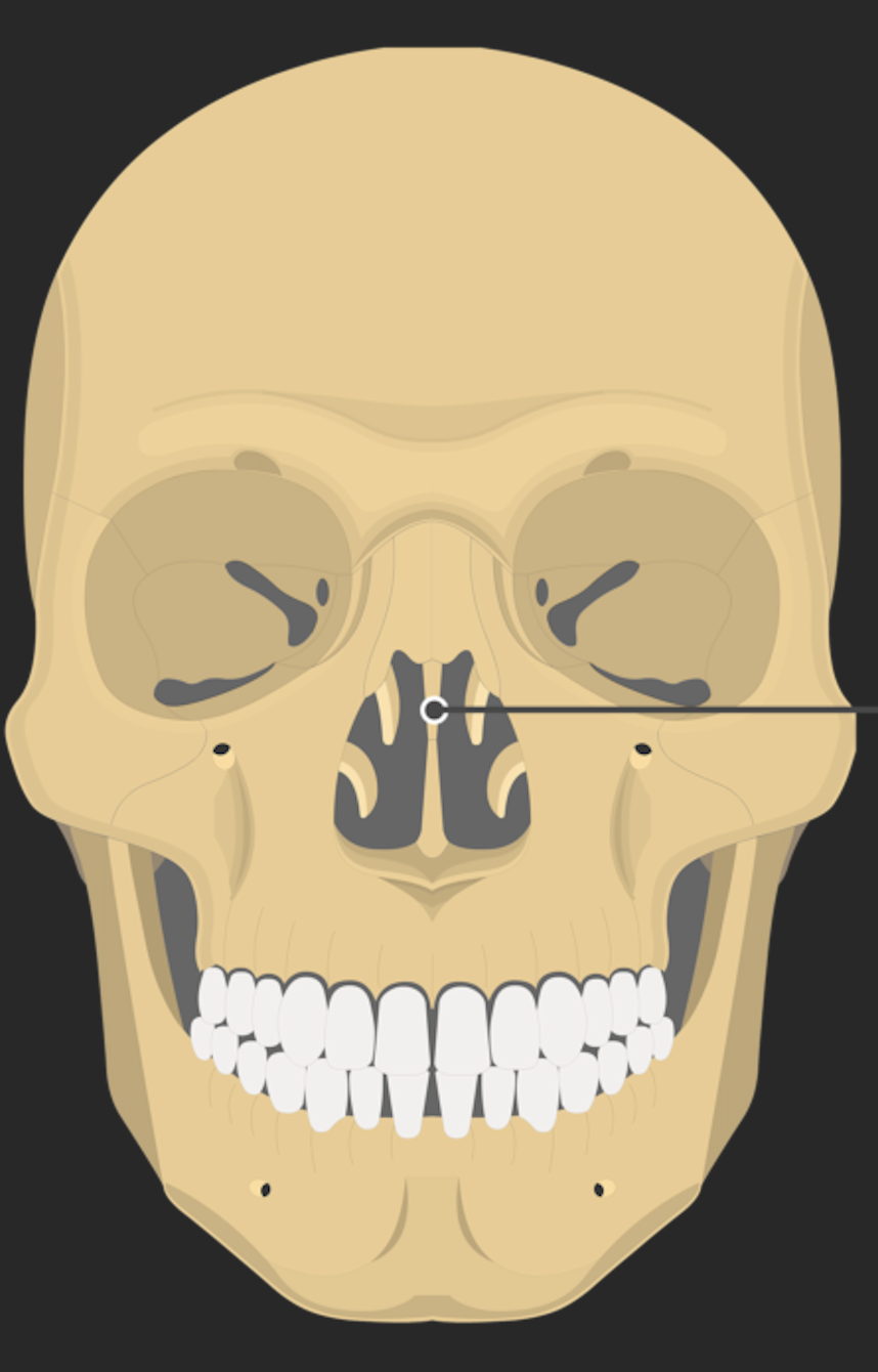The upper bony septum in the nasal cavity that separates left and right