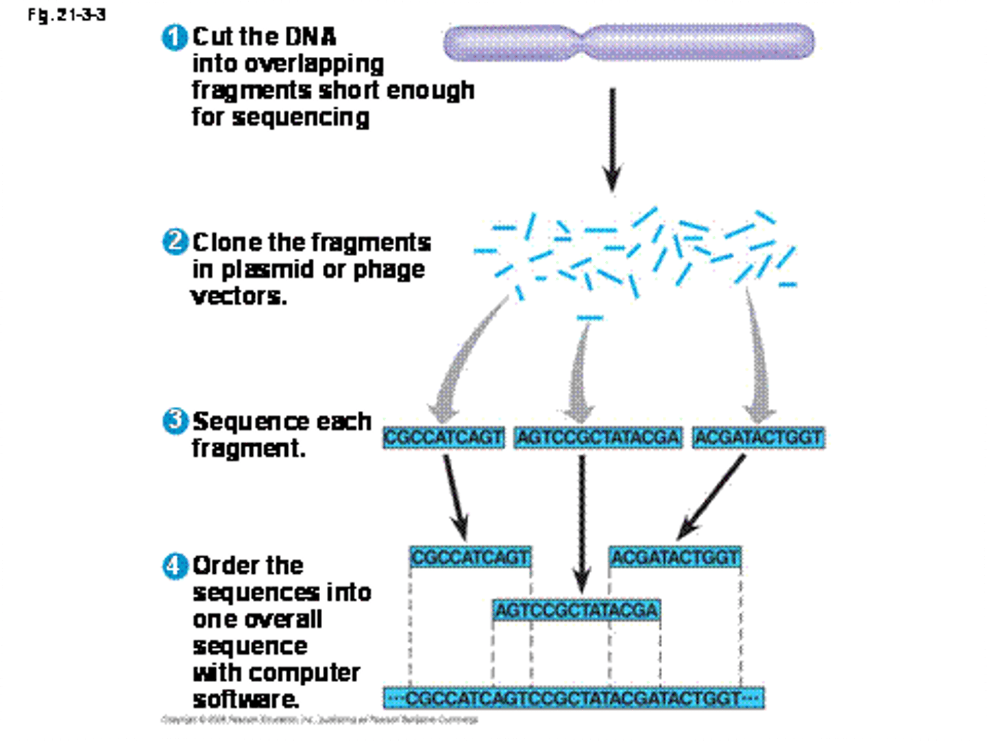 <p>sequences are assembled by pairing their overlaps to generate the long, continuous sequence</p>
